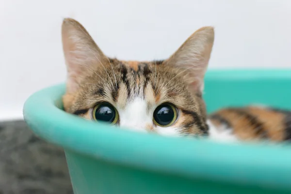 Utangaç kedi düz tepsisinde seyir