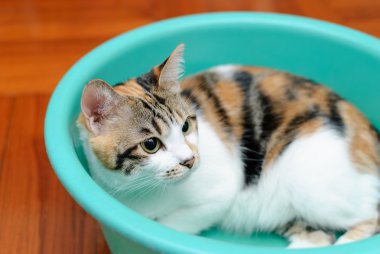 Tepsi ahşap zemin arka plan karşı oynayan kedi