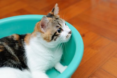 Tepsi ahşap zemin arka plan karşı oynayan kedi