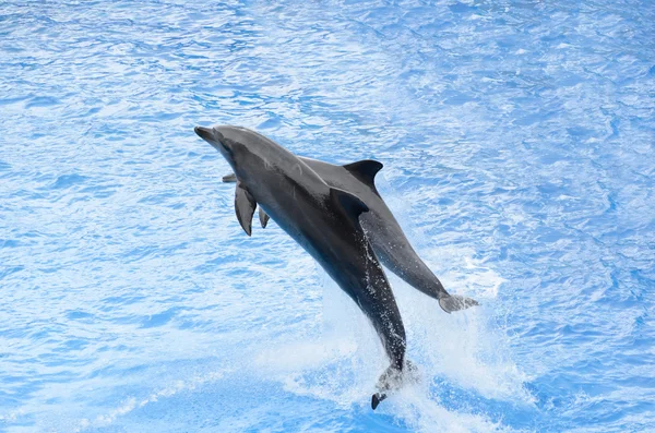 Ρινοδέλφινο πηδώντας από το μπλε νερό — Φωτογραφία Αρχείου