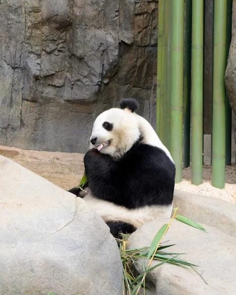 Cute Panda having bamboo