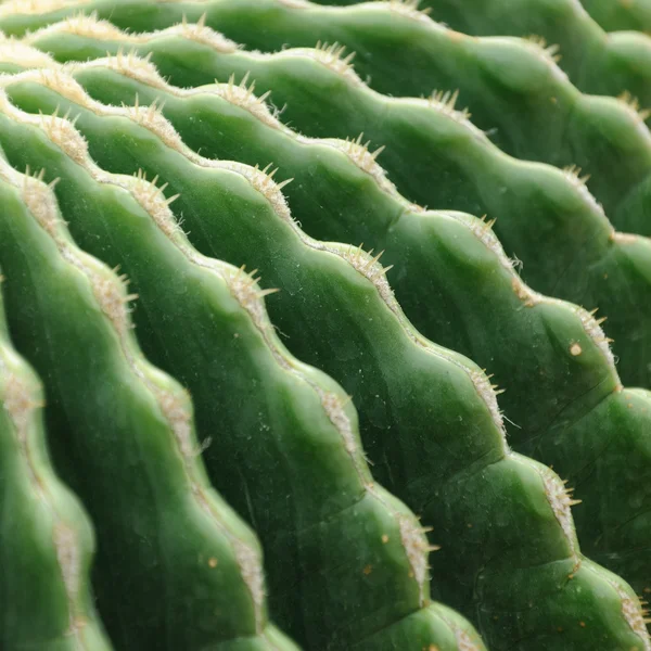 Echinocactus Grusonii Spineless Form — Stock Photo, Image
