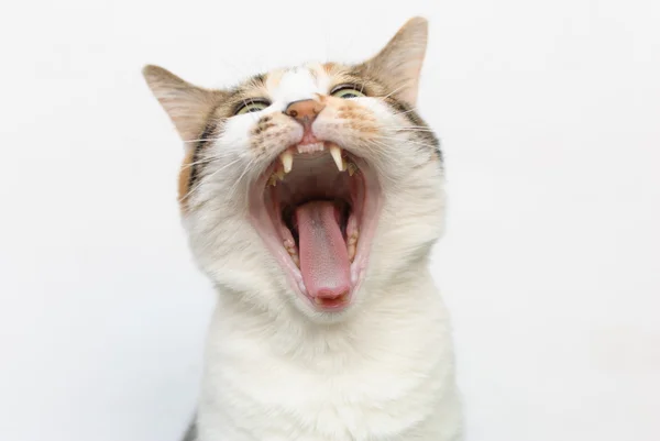 Beyaz arka plan karşı esneme kedi
