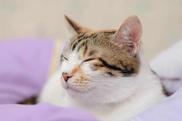 Kedi oturma yatak üzerinde gülümseyen — Stok fotoğraf