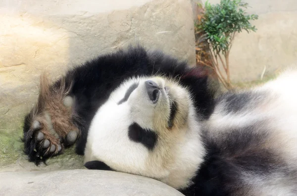 Dormir Panda Perto — Fotografia de Stock