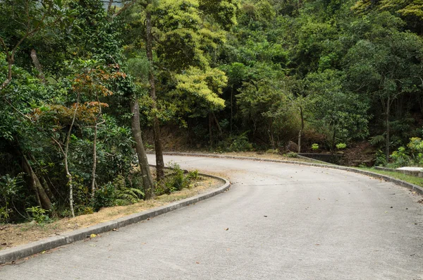 Ağaçların arasından geçen köy yolu.