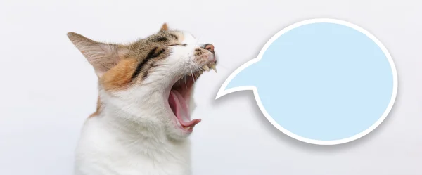 Konuşma balonu beyaz arka plan ile esneme kedi