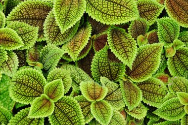 Sorunsuz yaprak desen arka plan