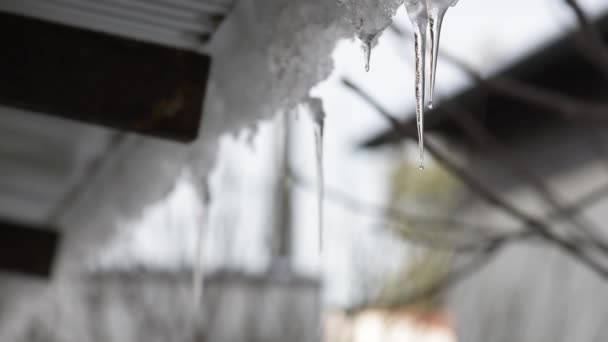 Bougies Glace Qui Fondent Soleil Dégoulinent — Video