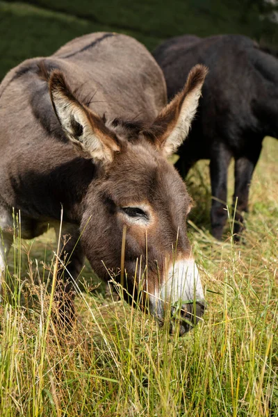 Pâturage Des Ânes Été Sur Les Alpes Italiennes — Photo