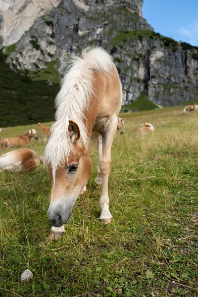 Betande Hästar Sommaren Italienska Alperna — Stockfoto