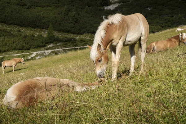 Grazing Horses Summer Italian Alps Mountains — Stock Photo, Image