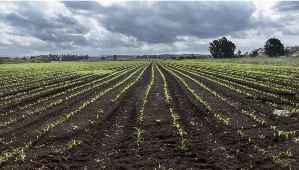 Schattige plantjes — Stockfoto