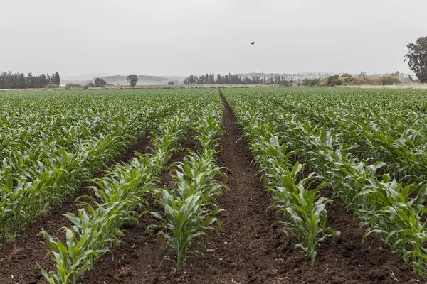 Prachtige landbouwgronden — Stockfoto