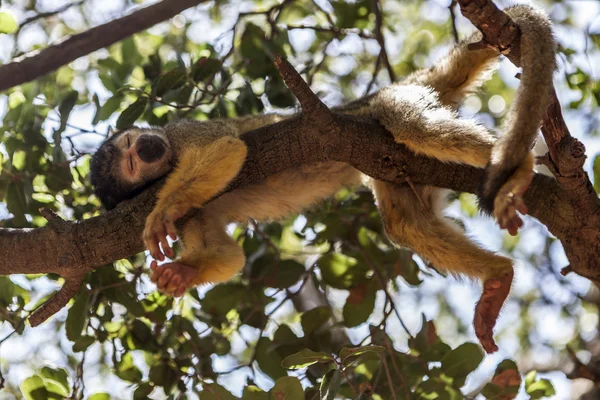 O Macaco Adormecido Fotos De Bancos De Imagens