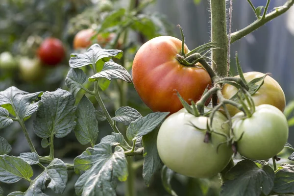 Mooie contrasterende tuin — Stockfoto