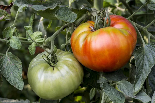 Rode en groene tomaat — Stockfoto