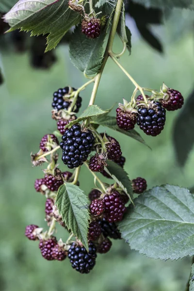 Ideea av naturen — Stockfoto