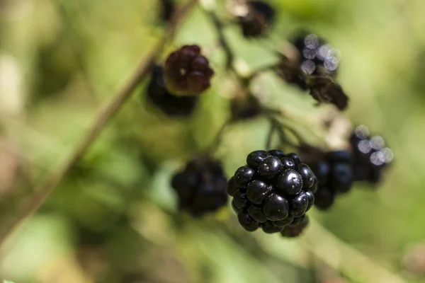 Enda blackberry — Stockfoto