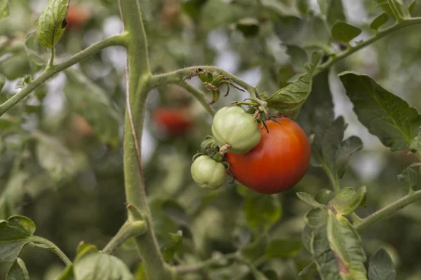 Plantação de tomate — Fotografia de Stock