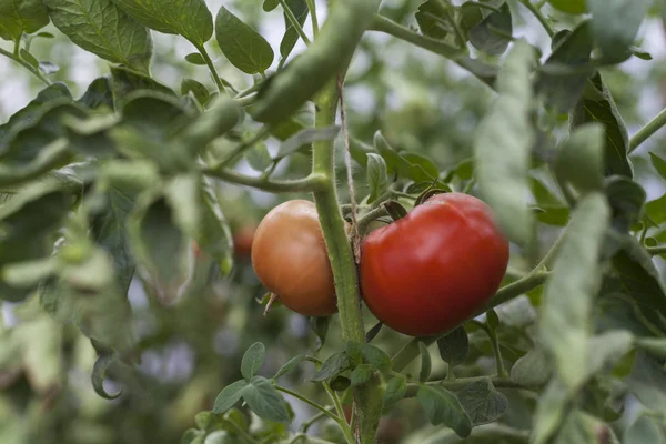 两个西红柿 — 图库照片
