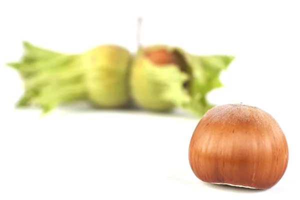 Jediný lískových oříšků — Stock fotografie