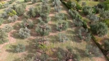 Yaz aylarında zeytin ağaçları yukarıda hava atış