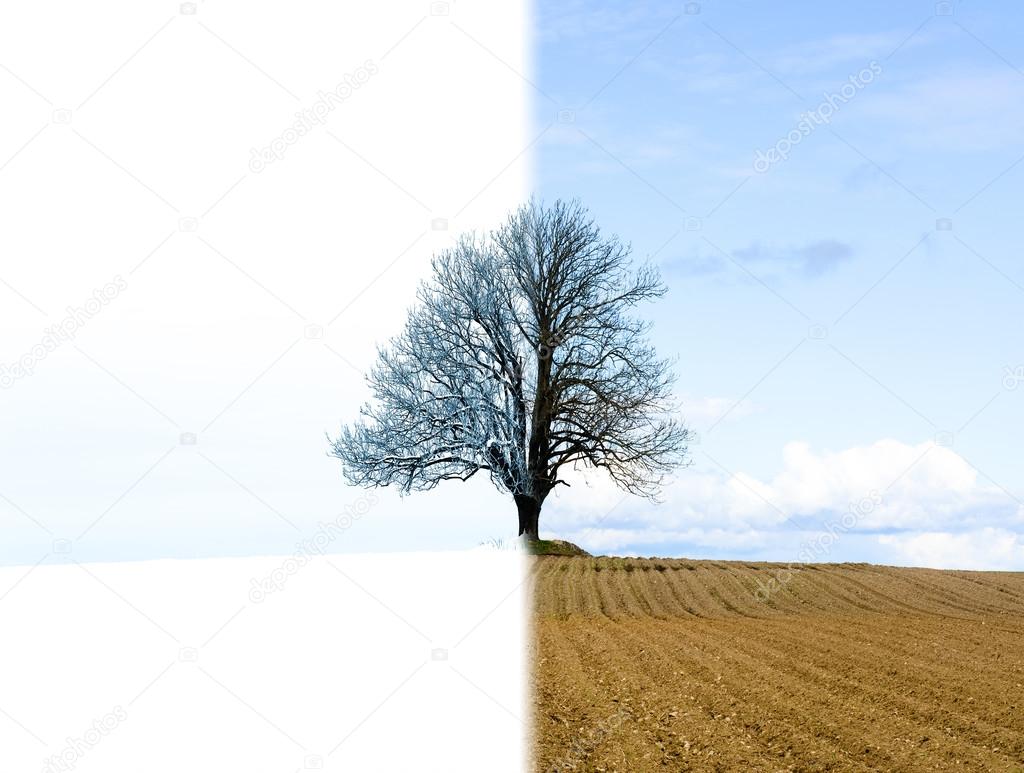 Lonely tree change from winter to spring