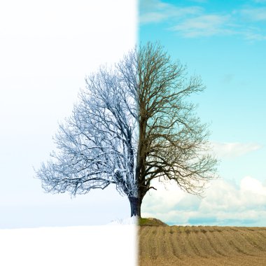 Yalnız ağaç bahar kış değişikliğinden