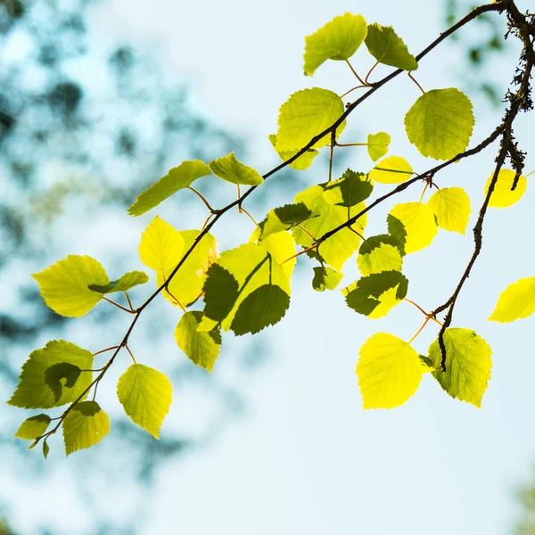 绿叶对阵森林 — 图库照片