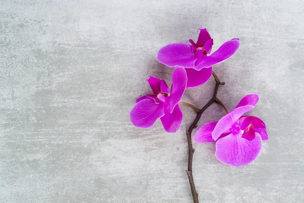 Mor orkide dalı — Stok fotoğraf