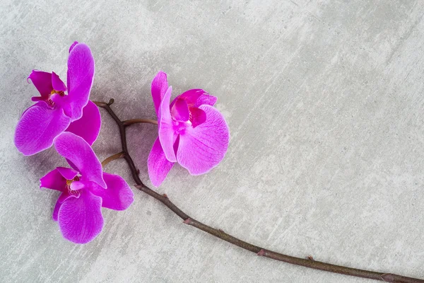 Ramo roxo da orquídea — Fotografia de Stock