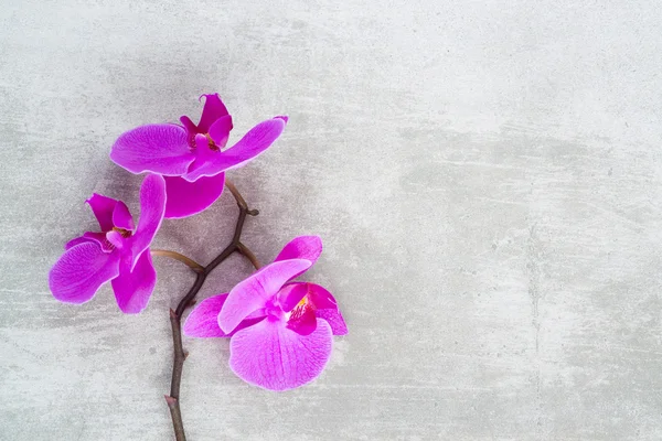 Mor orkide dalı — Stok fotoğraf