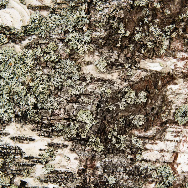Bark on a birch — Stock Photo, Image