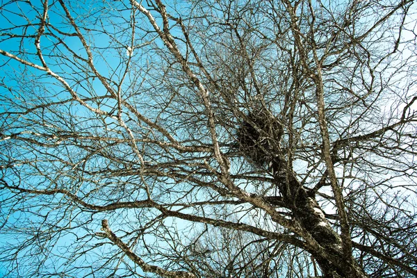 Птичье гнездо на дереве — стоковое фото