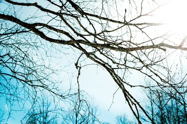 Brances de un árbol y el sol —  Fotos de Stock