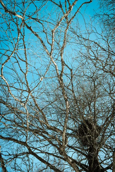 Nido de aves en un árbol —  Fotos de Stock