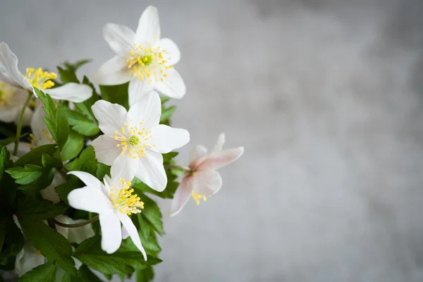 Anemone Nemorosa - Una flor blanca de primavera —  Fotos de Stock