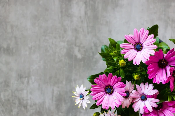 Marguerite Daisy beton zemin üzerine — Stok fotoğraf