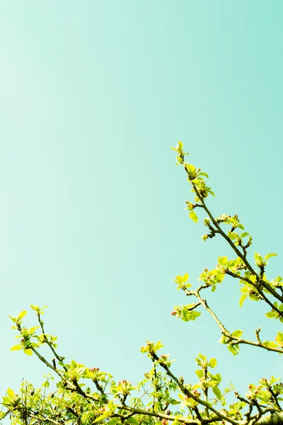 Ramo de árvore de maçã com flores — Fotografia de Stock