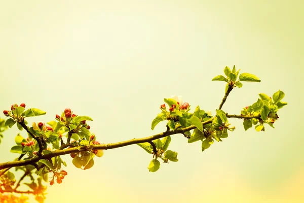 Gałąź jabłoni z kwiatami — Zdjęcie stockowe