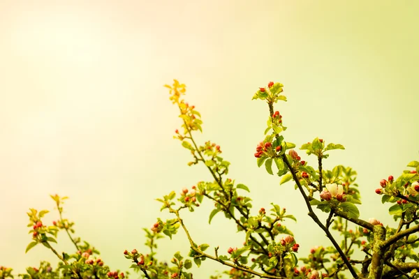 Almaág virággal — Stock Fotó