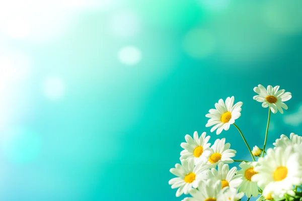 Flores brancas da margarida contra o céu — Fotografia de Stock