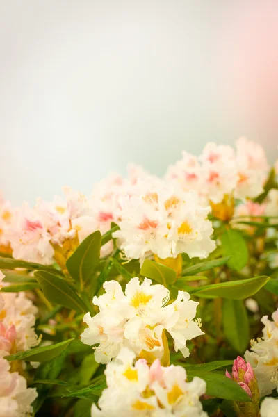 Rhododendron heester met pastel kleuren — Stockfoto