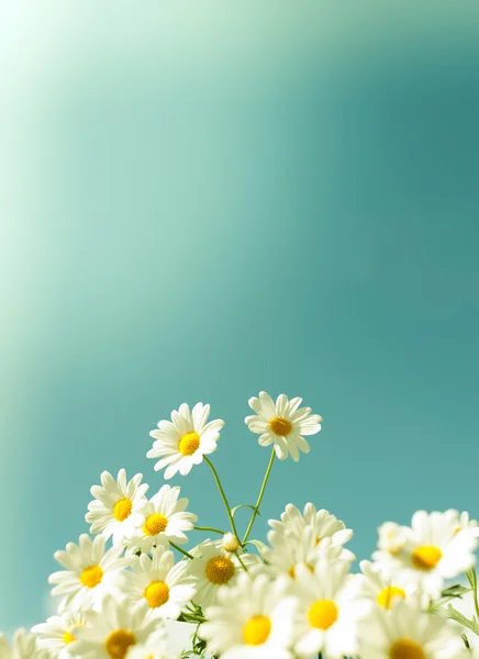 Flores brancas da margarida contra o céu — Fotografia de Stock