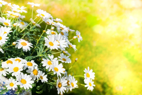 Flores de margarita blanca contra la hierba — Foto de Stock