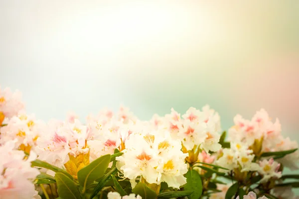 Rhododendron heester met pastel kleuren — Stockfoto