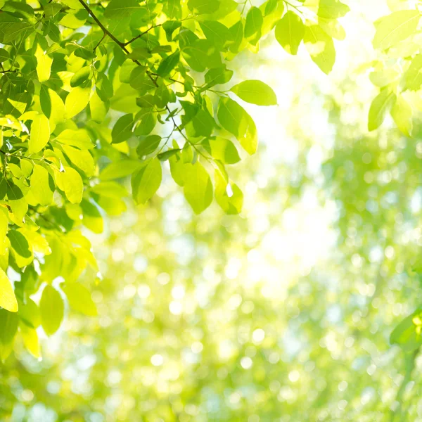阳光和在森林里的树叶 — 图库照片