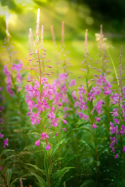 Chamerion angustifolium, ook wel genoemd wilgenroosje — Stockfoto