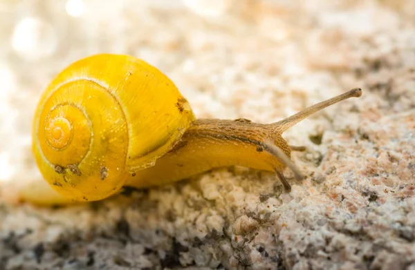 Caracol de jardim em uma rocha — Fotografia de Stock